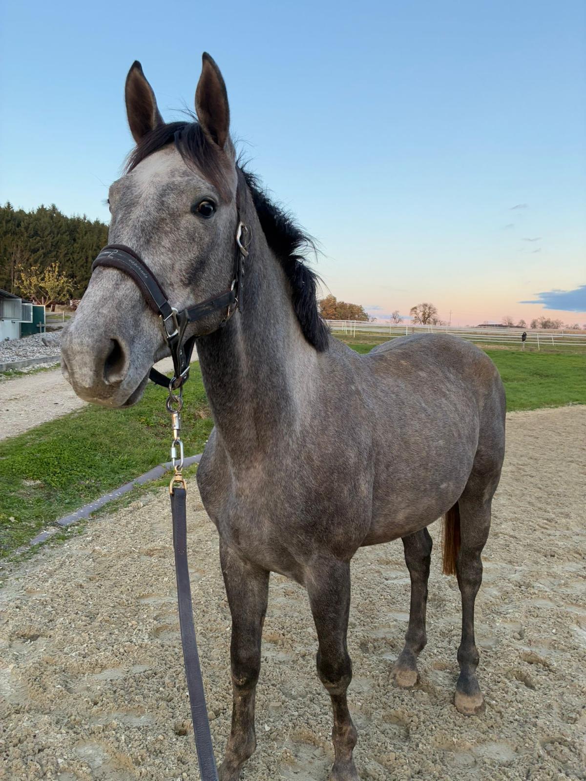 Hengst Ser All I Want